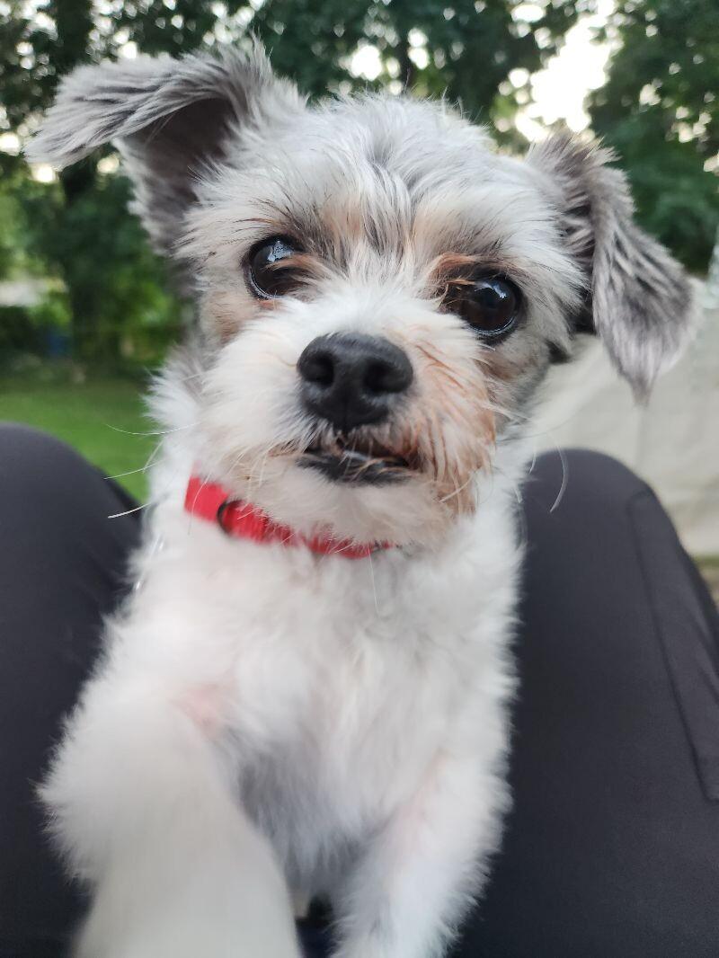 Oreo, a Adoptable mixed breed in Grand Rapids, MI image 5/6