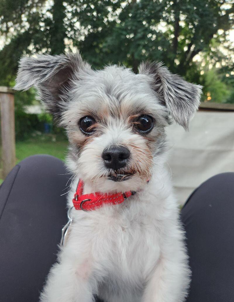 Oreo, a Adoptable mixed breed in Grand Rapids, MI image 6/6