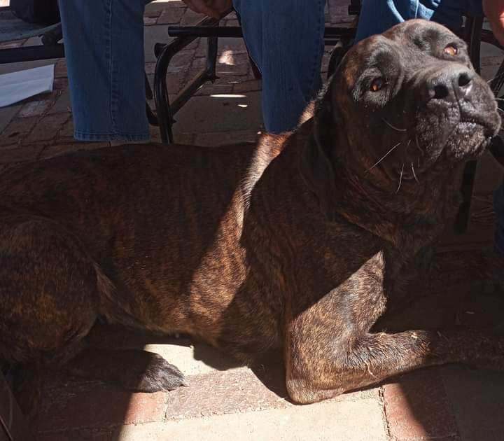 Kimmie, Adoptable, Young Female Mastiff.