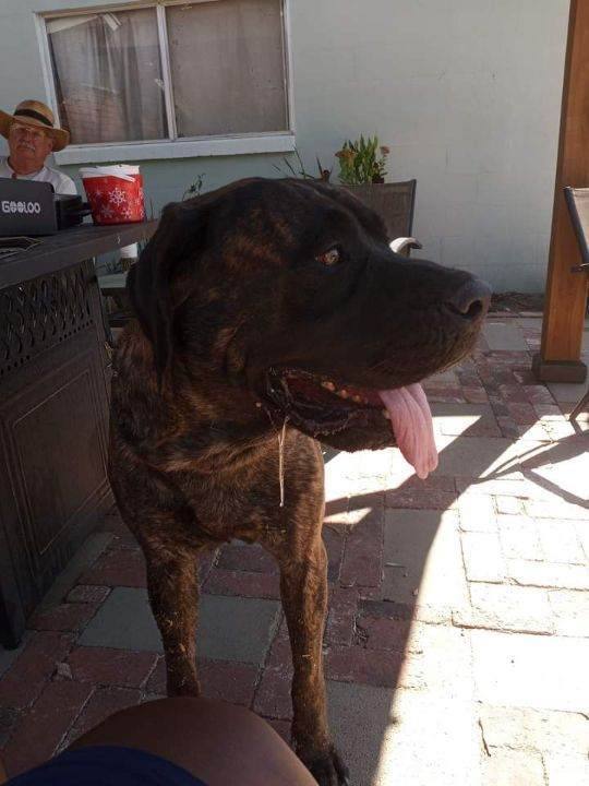 Kimmie, a Adoptable Mastiff image 2/5