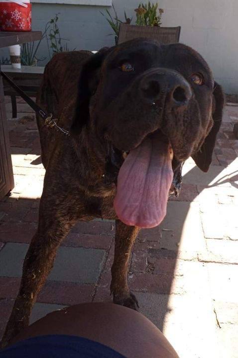 Kimmie, a Adoptable Mastiff image 3/5