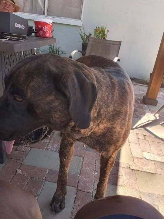 Kimmie, a Adoptable Mastiff image 4/5