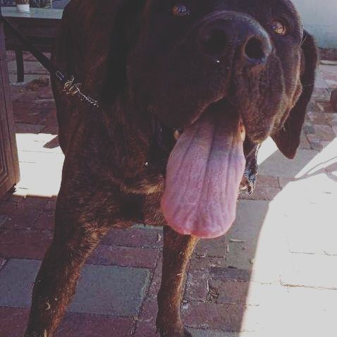 Kimmie Mastiff Dog