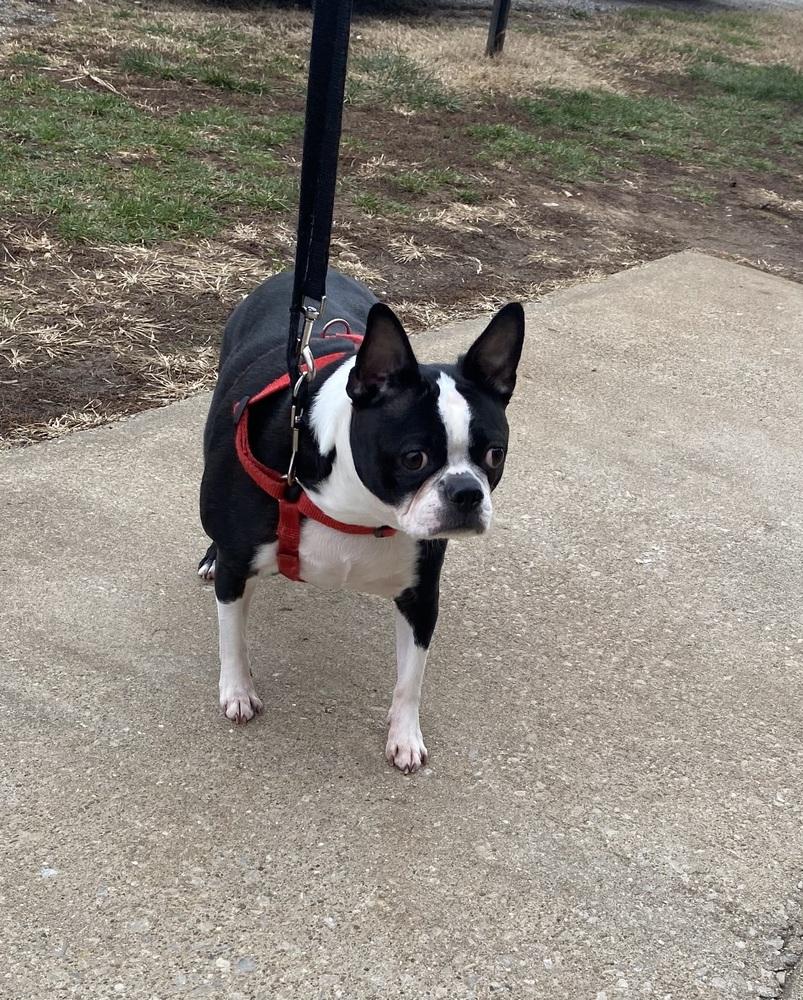 Enlarge Daisy Ashford KY4823, a Adoptable Boston Terrier in Maryville, TN image 2/6