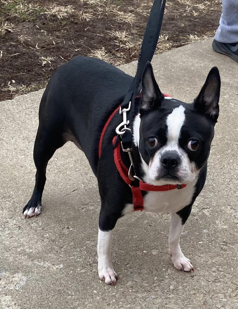 Enlarge Daisy Ashford KY4823, a Adoptable Boston Terrier in Maryville, TN image 4/6