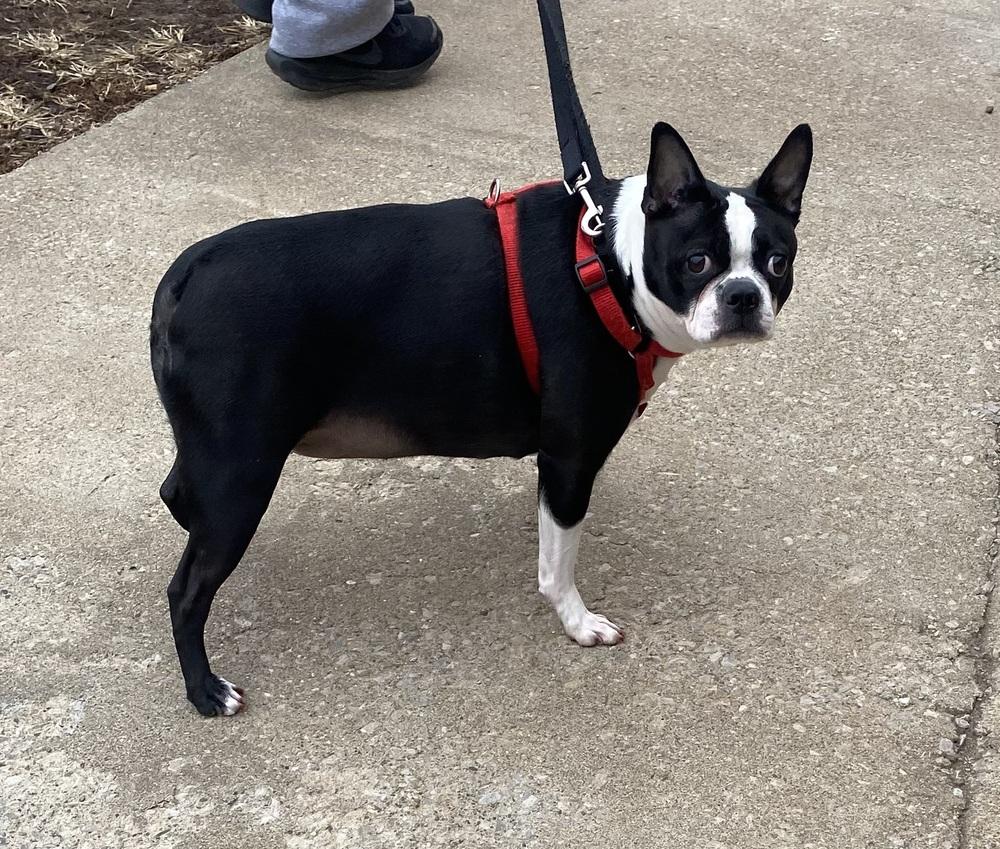 Enlarge Daisy Ashford KY4823, a Adoptable Boston Terrier in Maryville, TN image 6/6