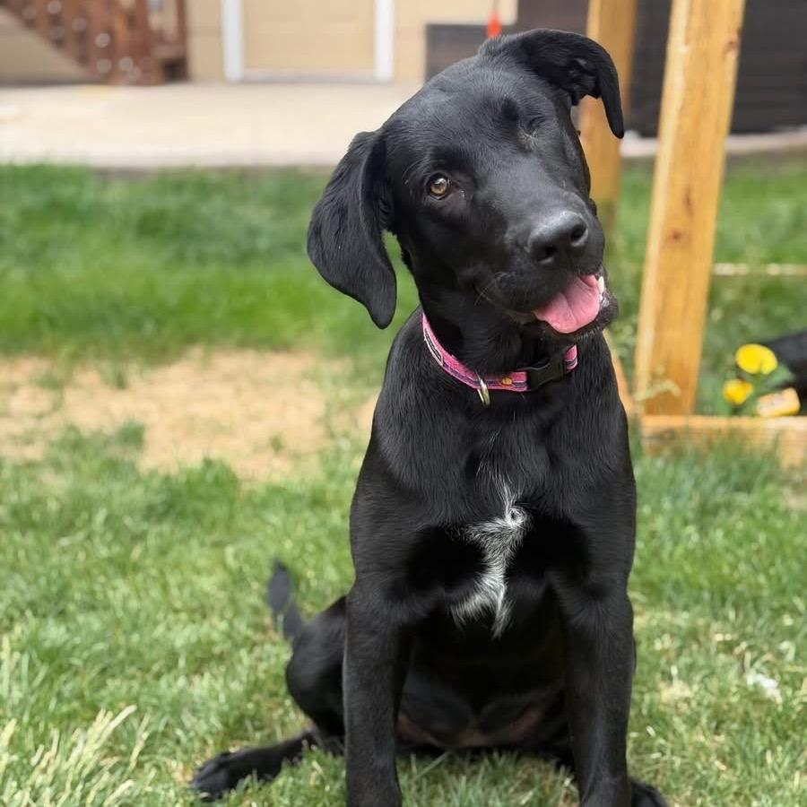563 (2026) Birdie, a Adoptable mixed breed in Parker, CO image 6/6