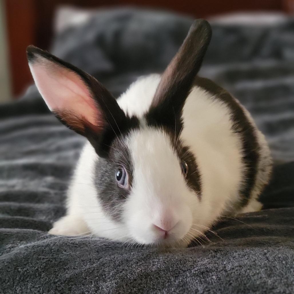 Basil (bonded to Thyme), Adoptable, Baby Female Dutch.