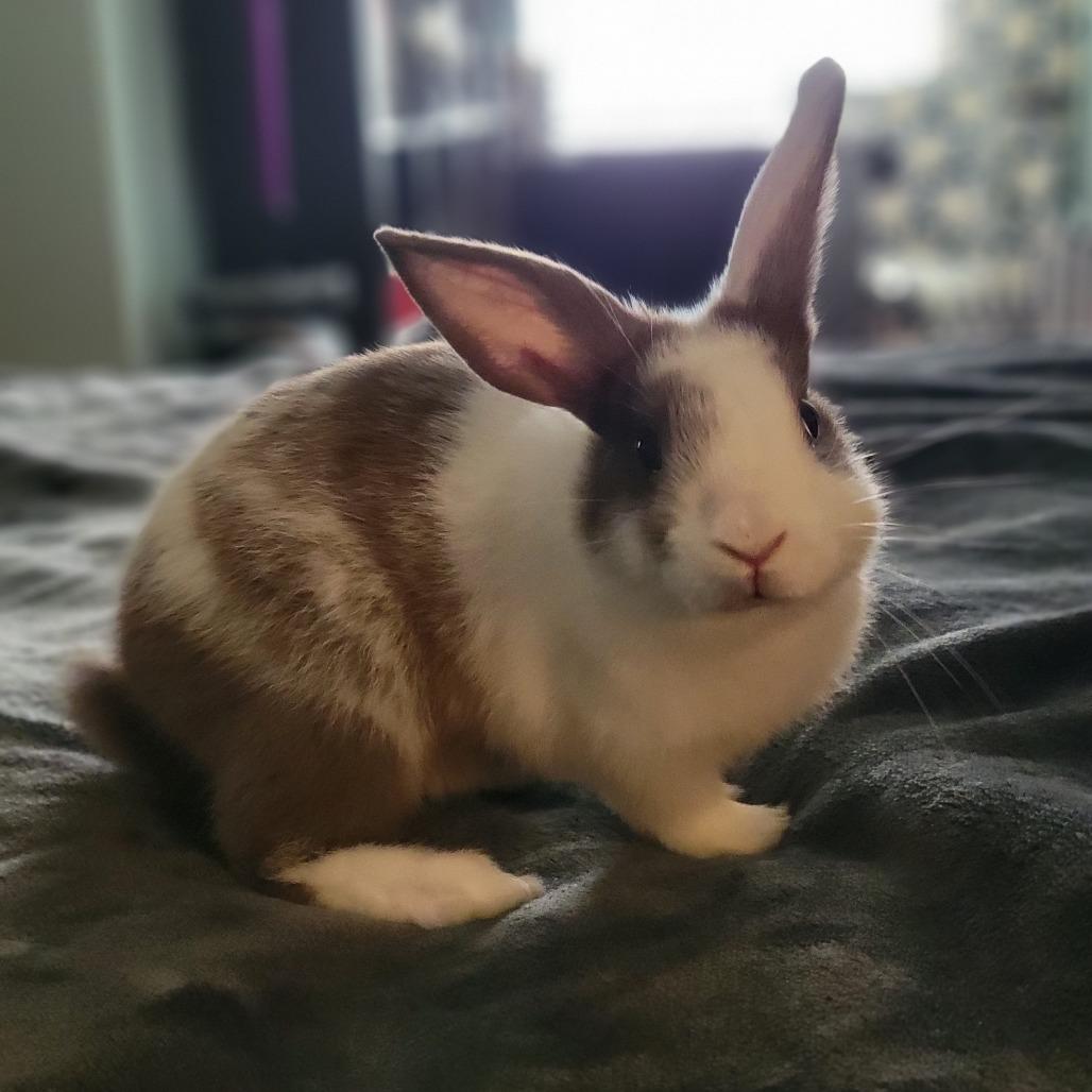 Enlarge Basil (bonded to Thyme), a Adoptable Dutch in Winston-Salem, NC image 2/3