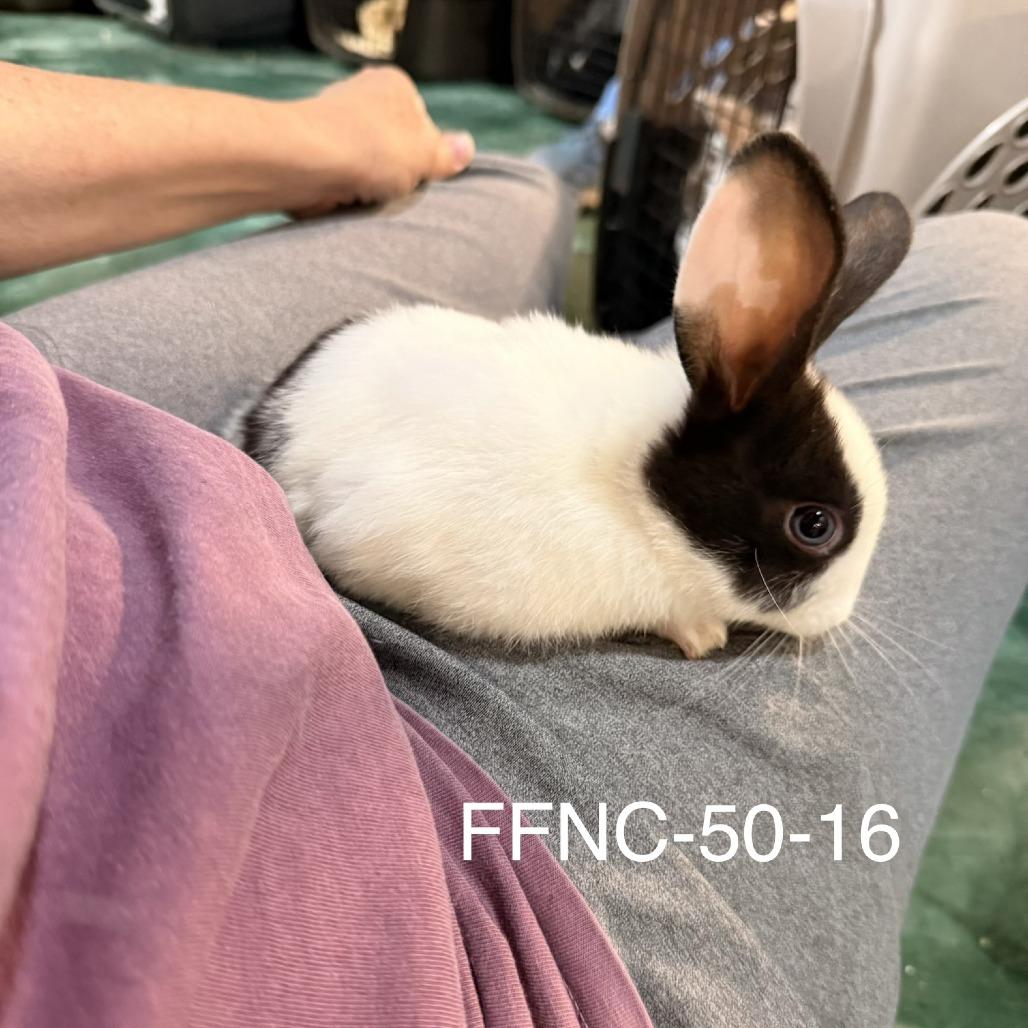 Enlarge Basil (bonded to Thyme), a Adoptable Dutch in Winston-Salem, NC image 3/3