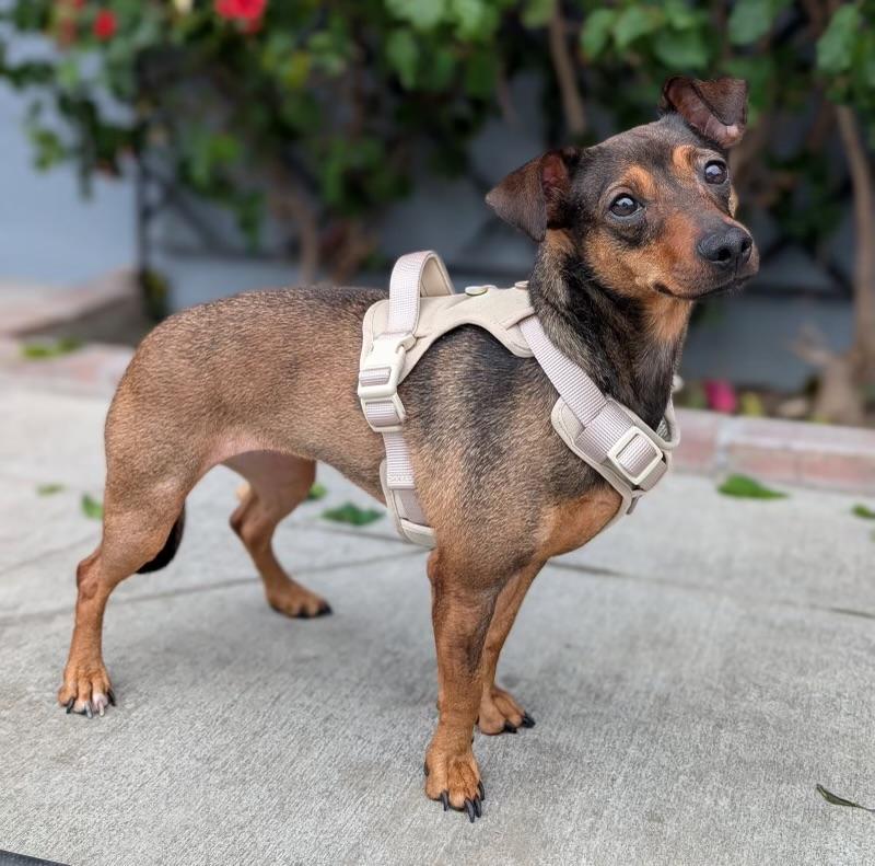 Maple, an adoptable mixed breed in Los Angeles, CA image 3/4