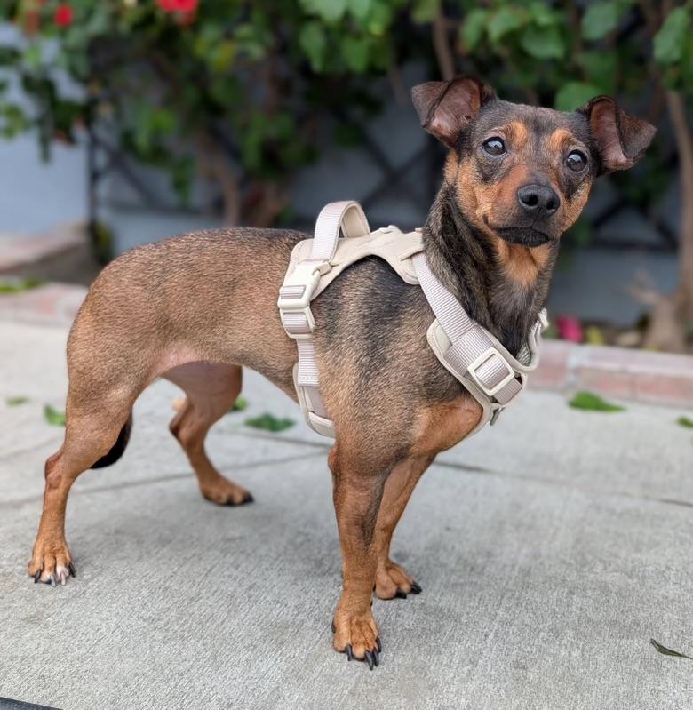 Maple, ADOPTABLE, Adult Female Chiweenie.