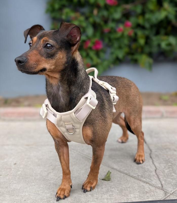 Maple, an adoptable mixed breed in Los Angeles, CA image 2/4