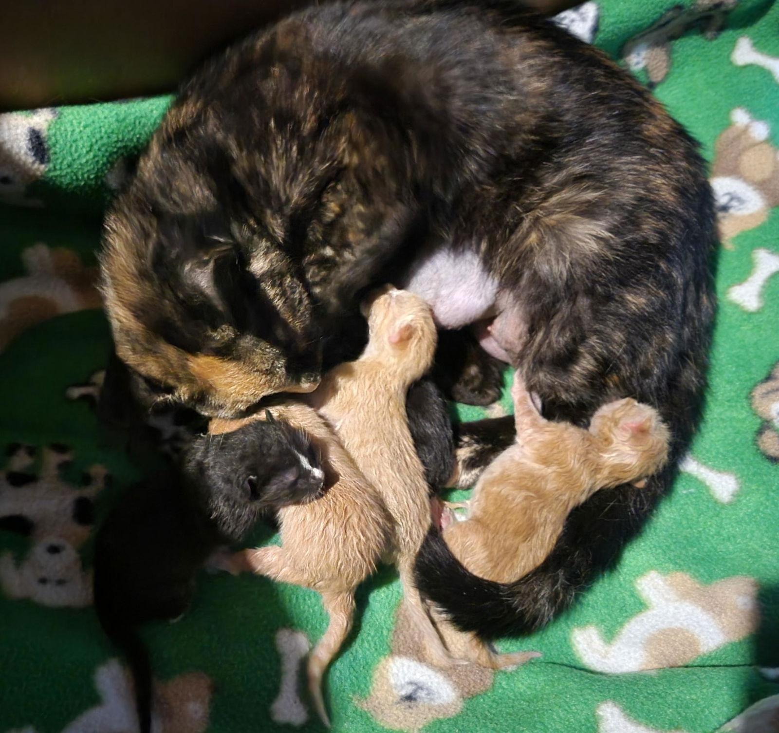 *Kasey, a Adopted Domestic Short Hair in Forest, VA image 2/2