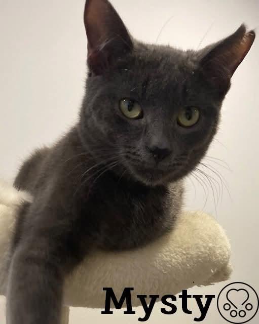 Mysty, ADOPTABLE, Young Male Domestic Short Hair.