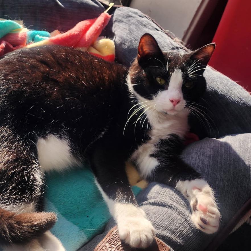 Enlarge Cosmo, a Adoptable Domestic Medium Hair in Atlanta, GA image 1/1