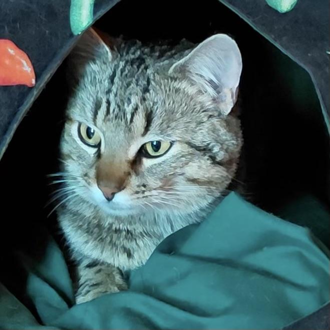 Enlarge Chestnut, a ADOPTABLE Manx in Bentonville, AR image 2/3