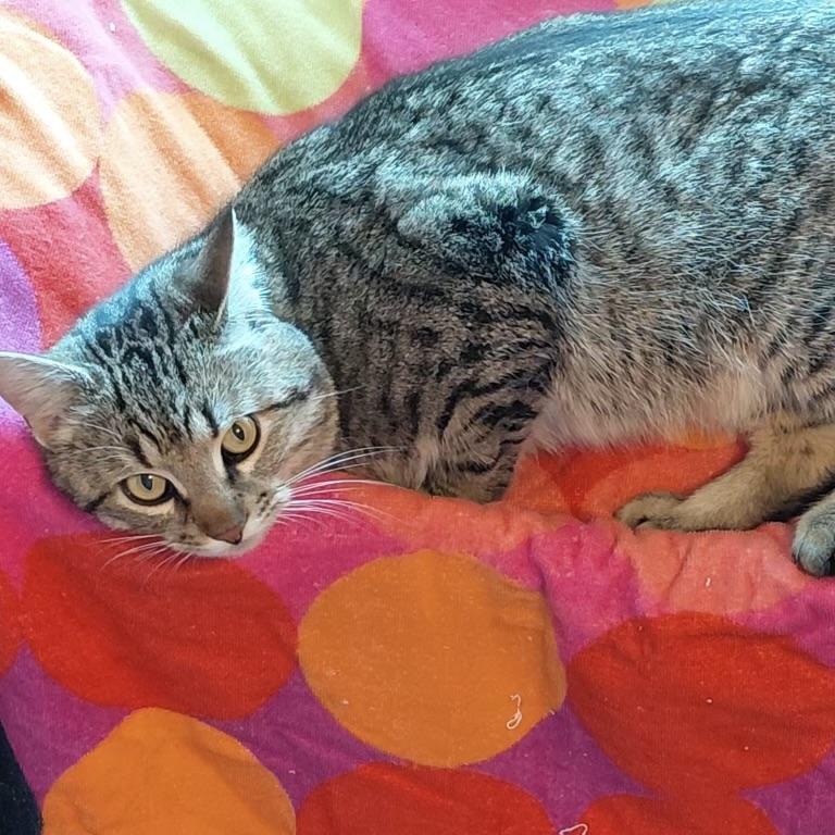 Enlarge Chestnut, a ADOPTABLE Manx in Bentonville, AR image 3/3