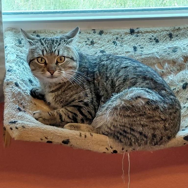 Chestnut, ADOPTABLE, Adult Male Manx.