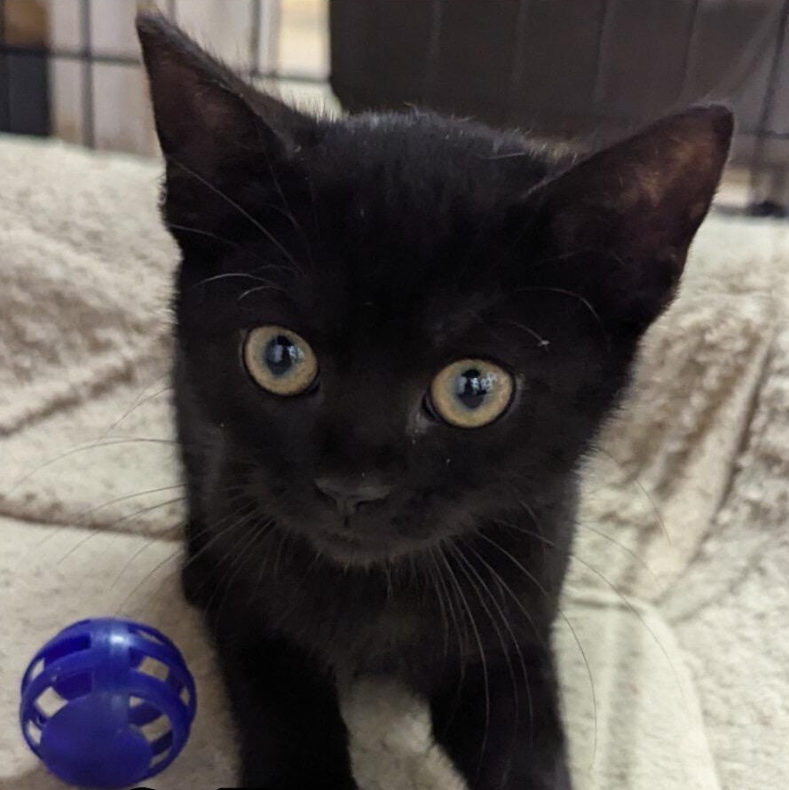 Enlarge Rebel, a Adoptable Domestic Short Hair in Hollister, MO image 2/2