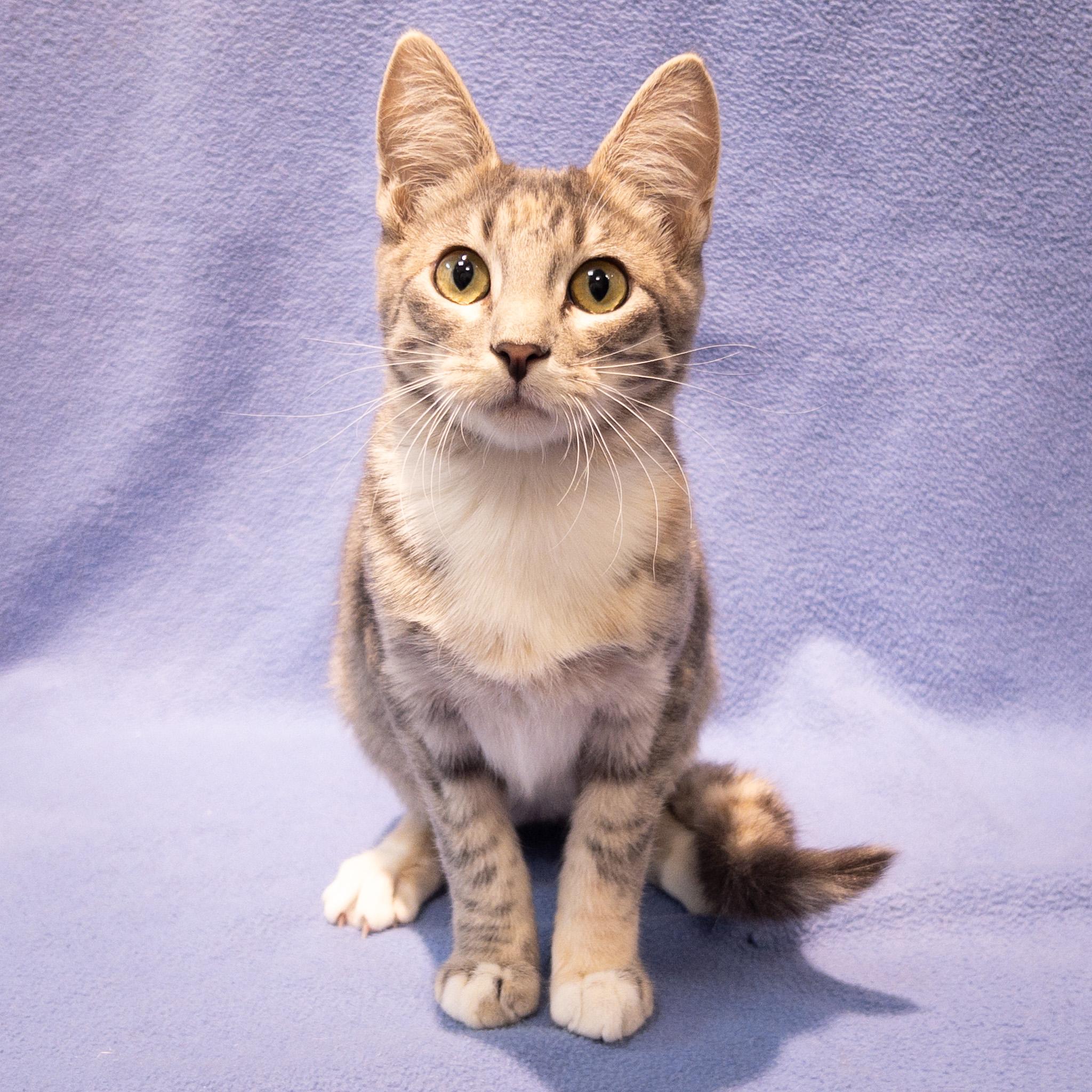 Sparkle, Adoptable, Kitten Female Domestic Short Hair.