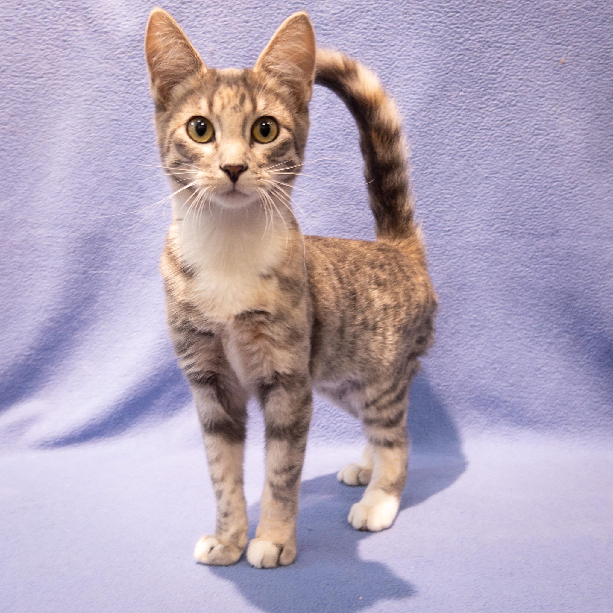 Enlarge Sparkle, a Adoptable mixed breed in Overland Park, KS image 2/3