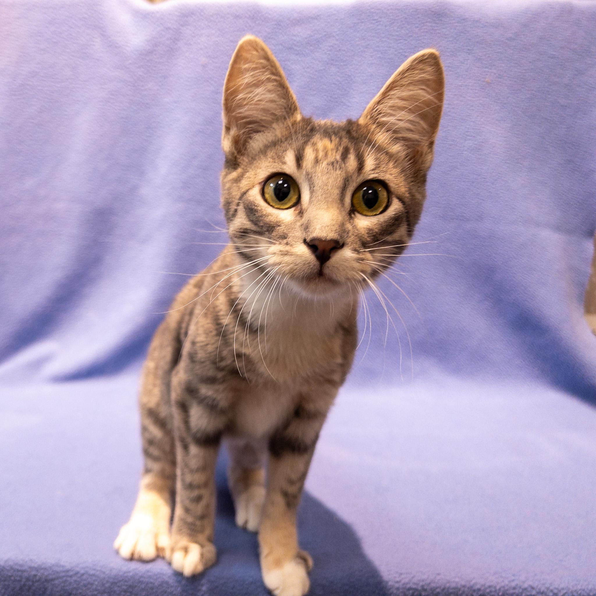 Enlarge Sparkle, a Adoptable mixed breed in Overland Park, KS image 3/3