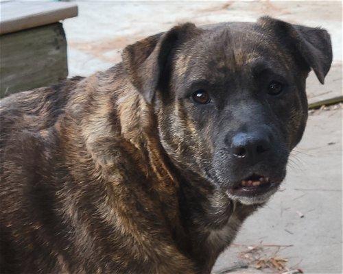 Tori, Adoptable, Senior Female Mastiff & Rottweiler.