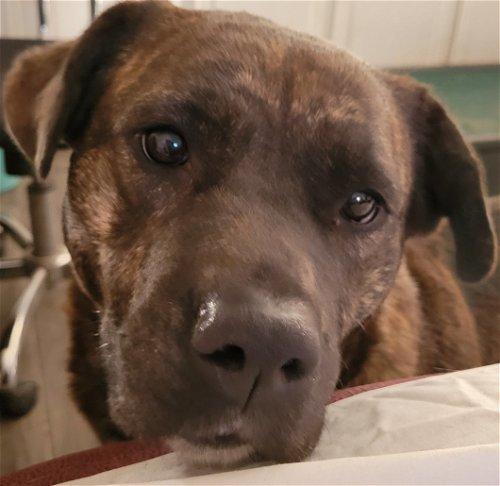 Tori, a Adoptable mixed breed in Spring, TX image 3/6