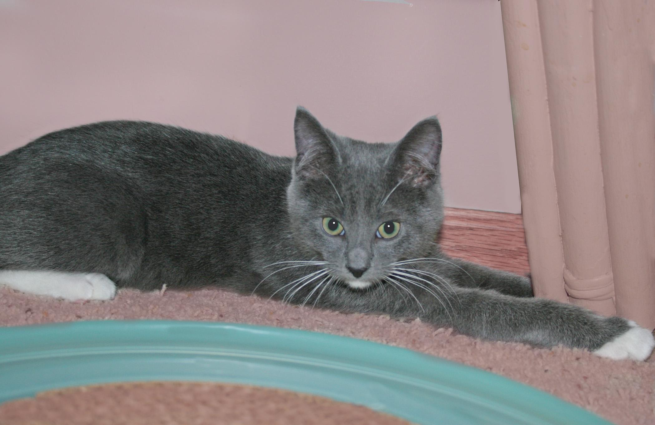 Enlarge Malachi, a ADOPTABLE Domestic Short Hair in Victoria, MN image 4/4