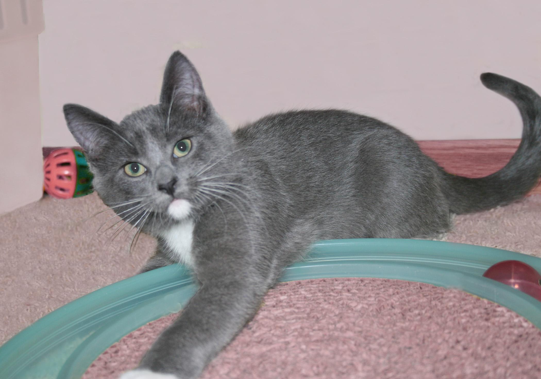 Enlarge Malachi, a ADOPTABLE Domestic Short Hair in Victoria, MN image 1/4