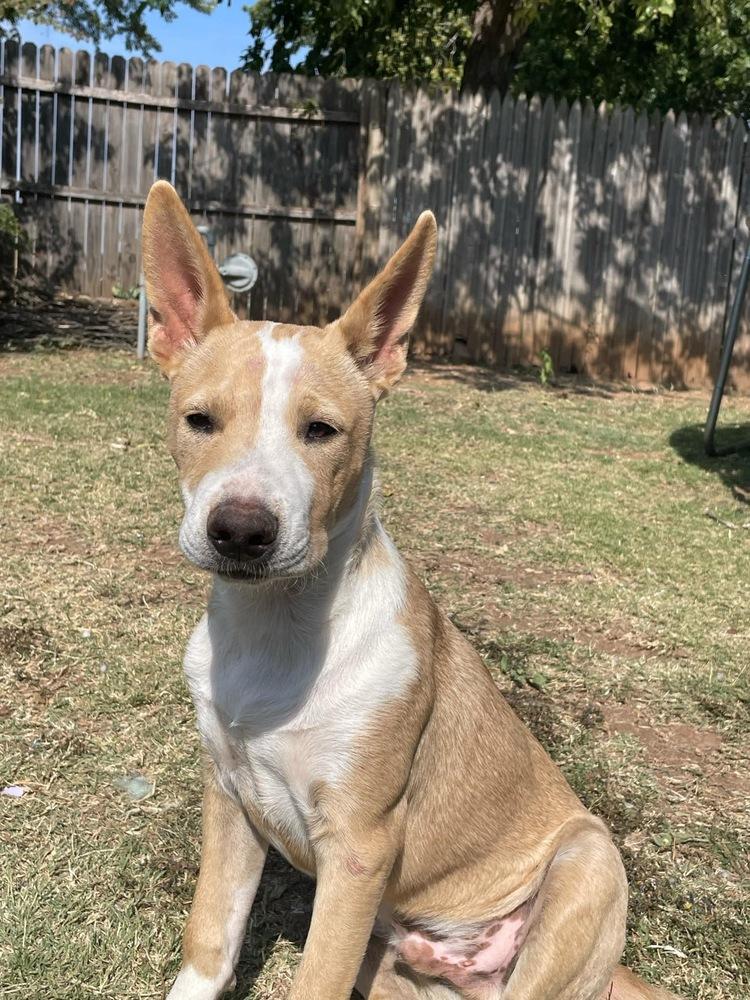 Sheldon, Adoptable, Young Male Chihuahua & Pit Bull Terrier.