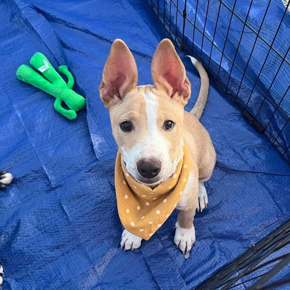 Enlarge Sheldon, a Adoptable mixed breed in Warr Acres, OK image 2/6