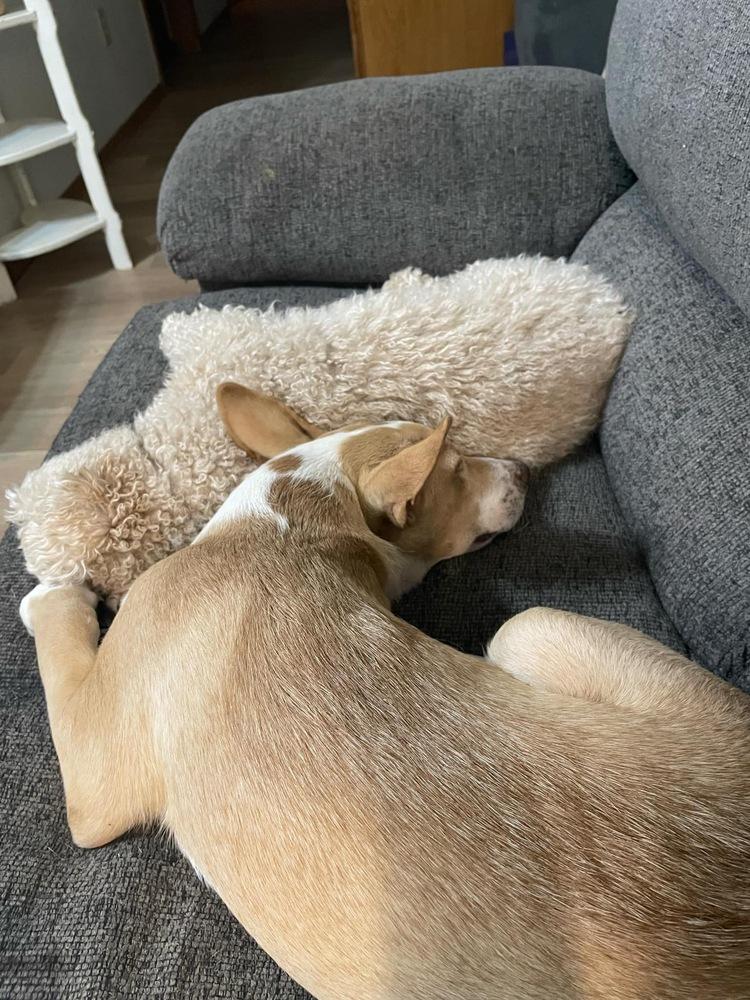 Enlarge Sheldon, a Adoptable mixed breed in Warr Acres, OK image 3/6