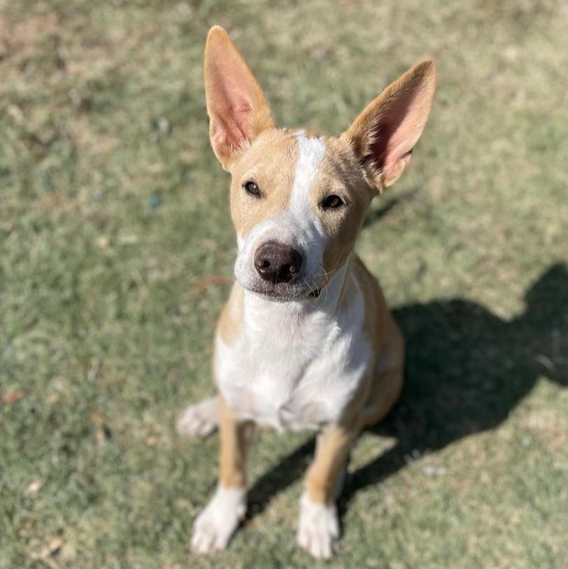 Enlarge Sheldon, a Adoptable mixed breed in Warr Acres, OK image 4/6