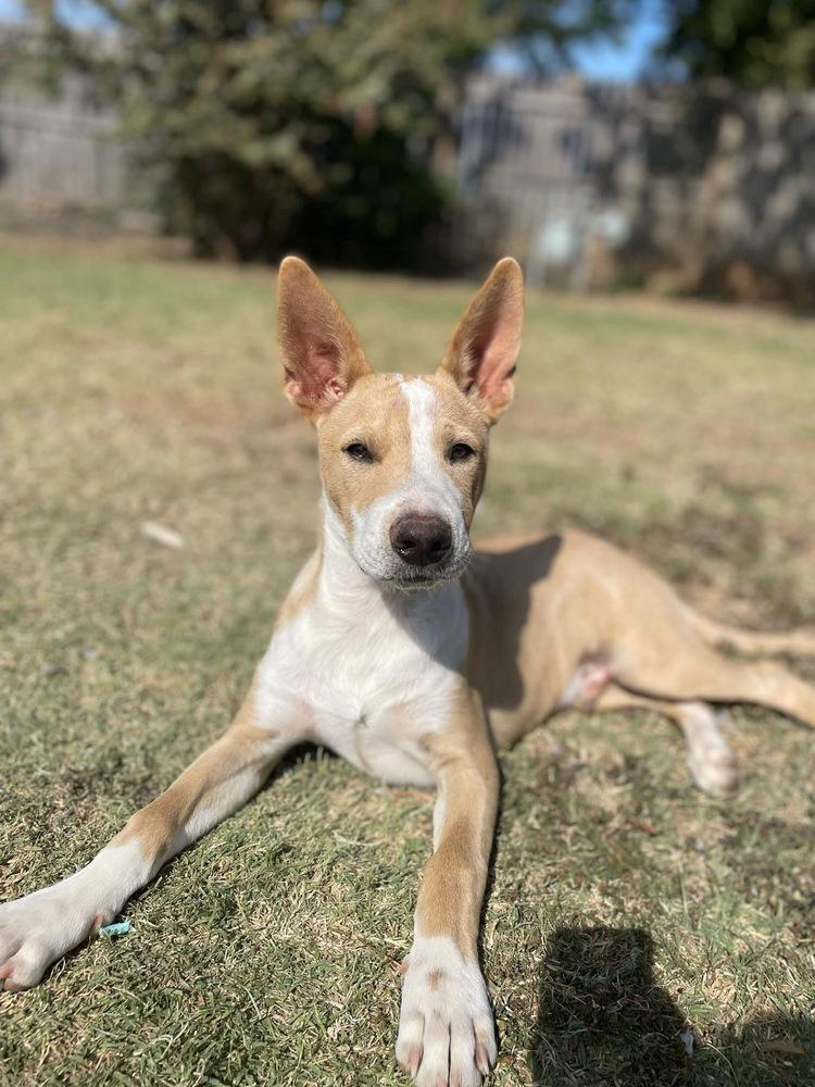 Enlarge Sheldon, a Adoptable mixed breed in Warr Acres, OK image 5/6