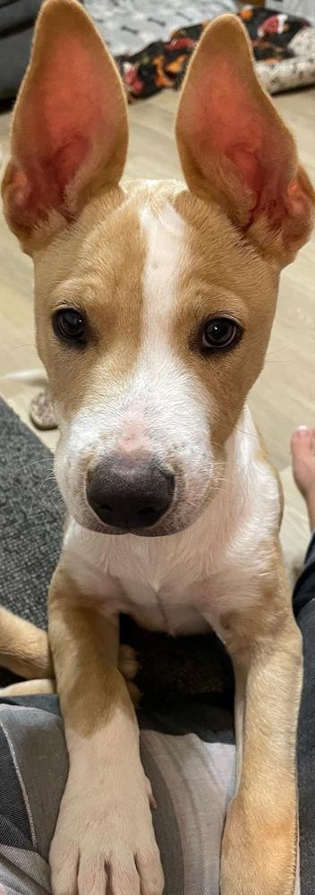 Enlarge Sheldon, a Adoptable mixed breed in Warr Acres, OK image 6/6