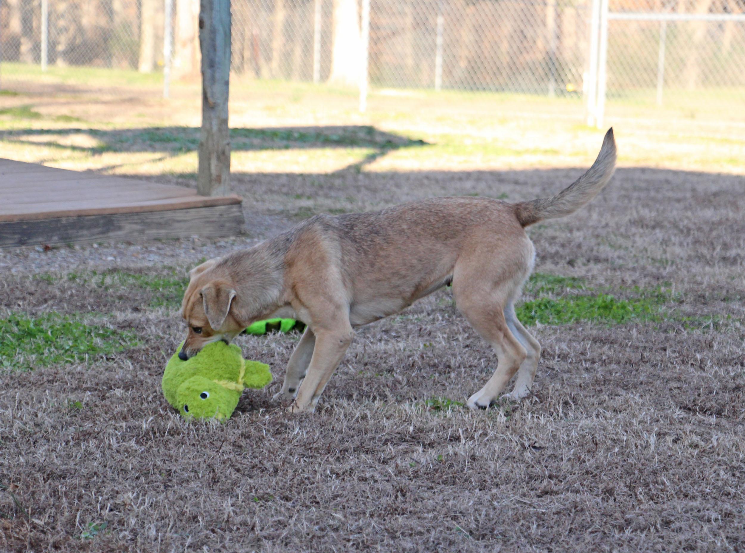 Candy, a ADOPTABLE mixed breed in Savannah, TN image 2/3