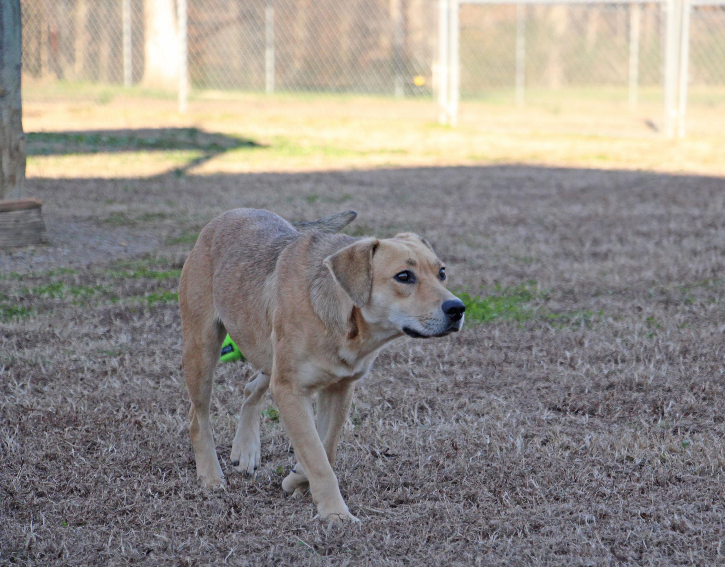 Candy, ADOPTABLE, Adult Female Shepherd & Labrador Retriever.