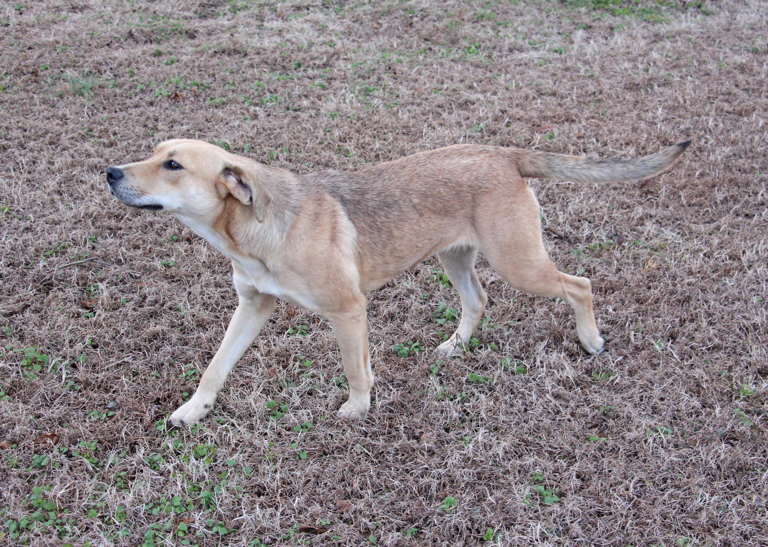 Candy, a ADOPTABLE mixed breed in Savannah, TN image 3/3