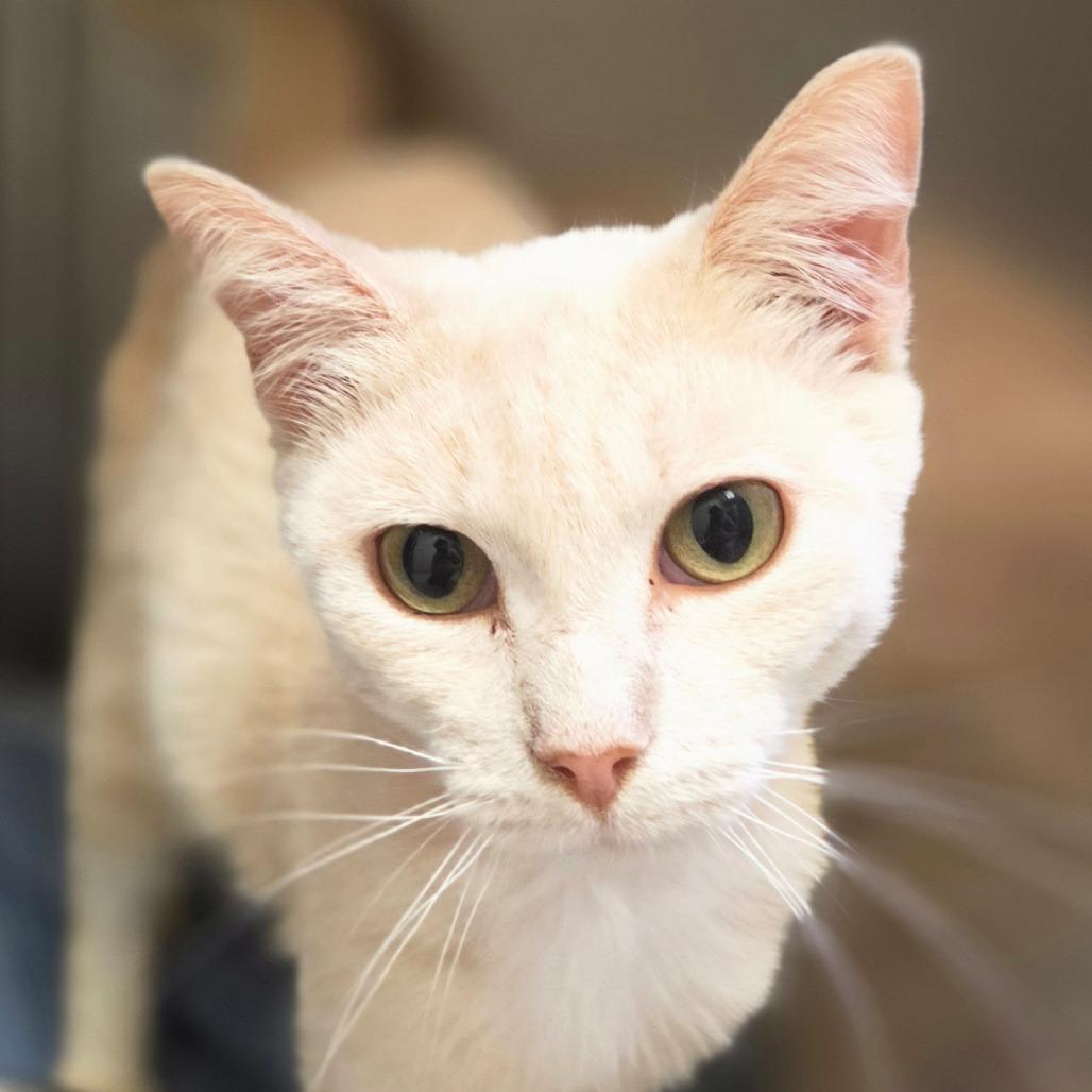 Blondie, Adoptable, Adult Female Domestic Short Hair.