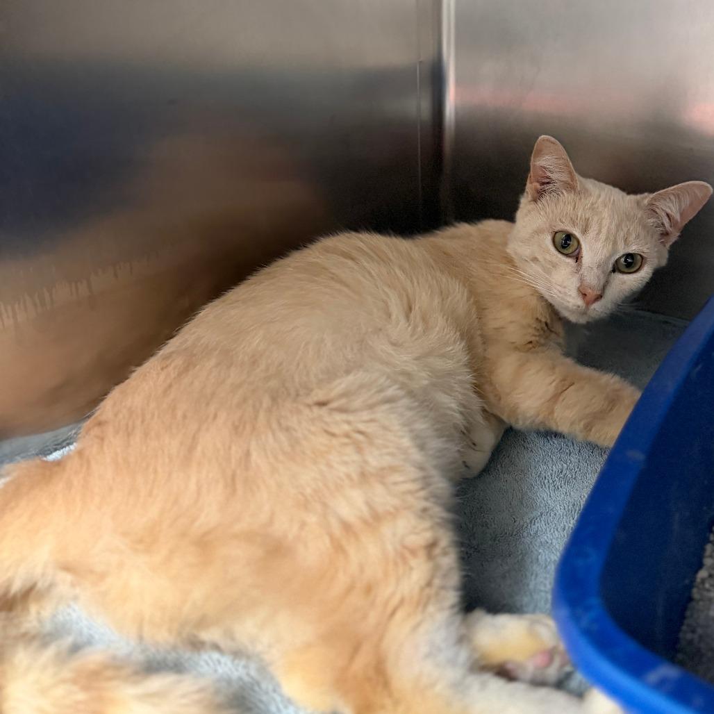 Enlarge Blondie, a Adoptable Domestic Short Hair in Auburn, AL image 2/6
