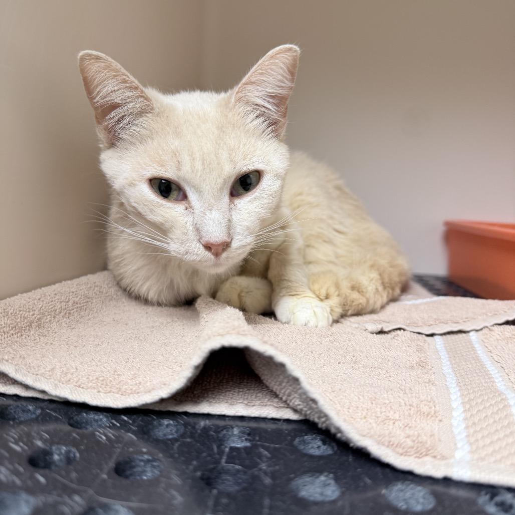 Enlarge Blondie, a Adoptable Domestic Short Hair in Auburn, AL image 3/6