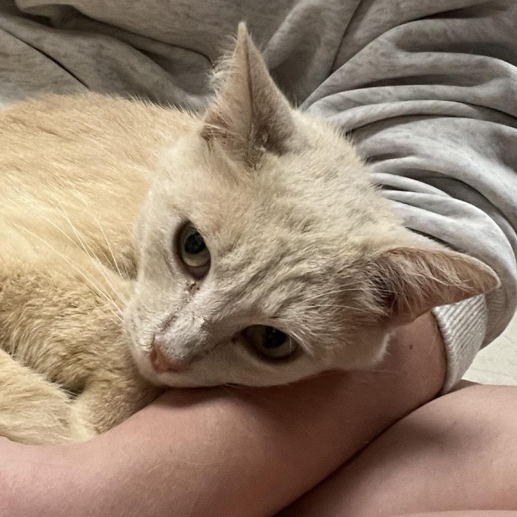 Enlarge Blondie, a Adoptable Domestic Short Hair in Auburn, AL image 4/6