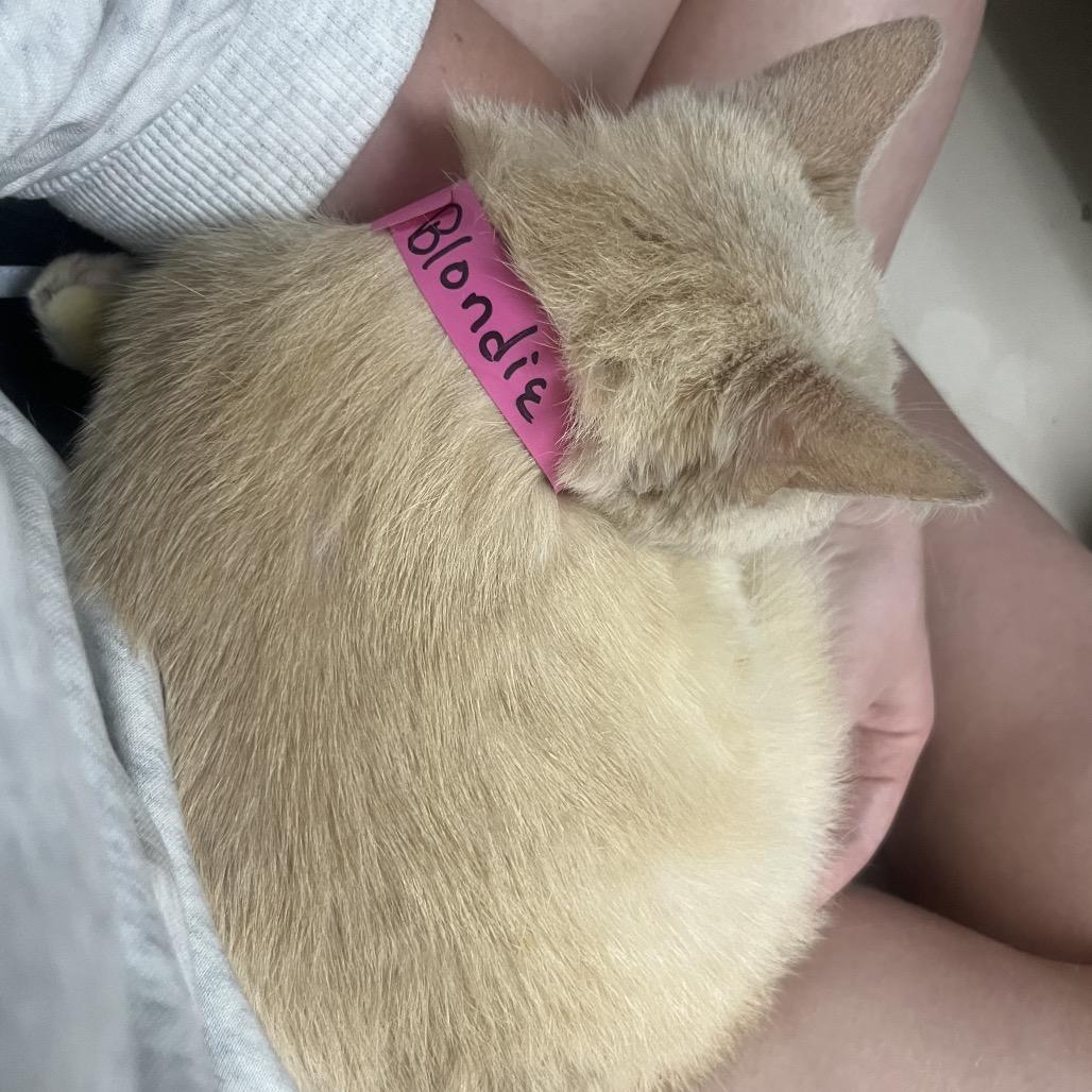 Enlarge Blondie, a Adoptable Domestic Short Hair in Auburn, AL image 5/6