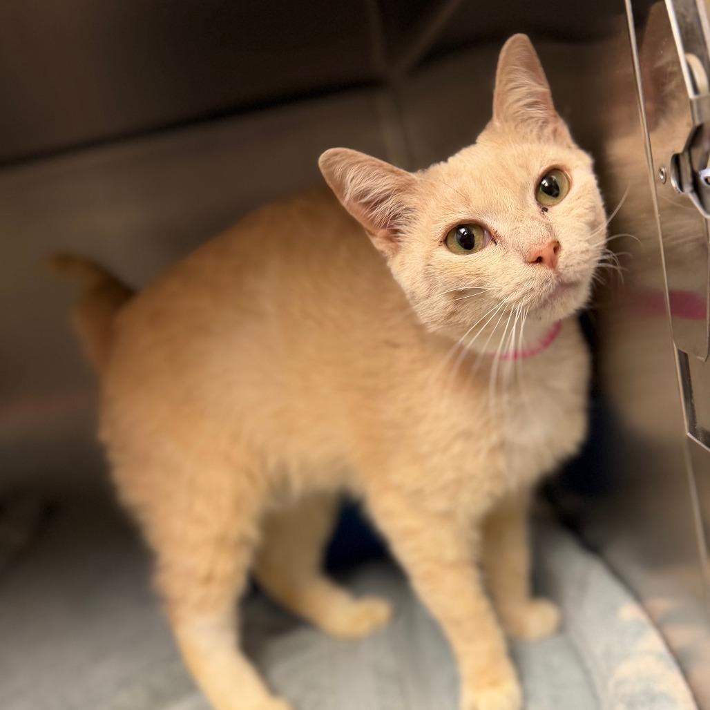 Enlarge Blondie, a Adoptable Domestic Short Hair in Auburn, AL image 6/6