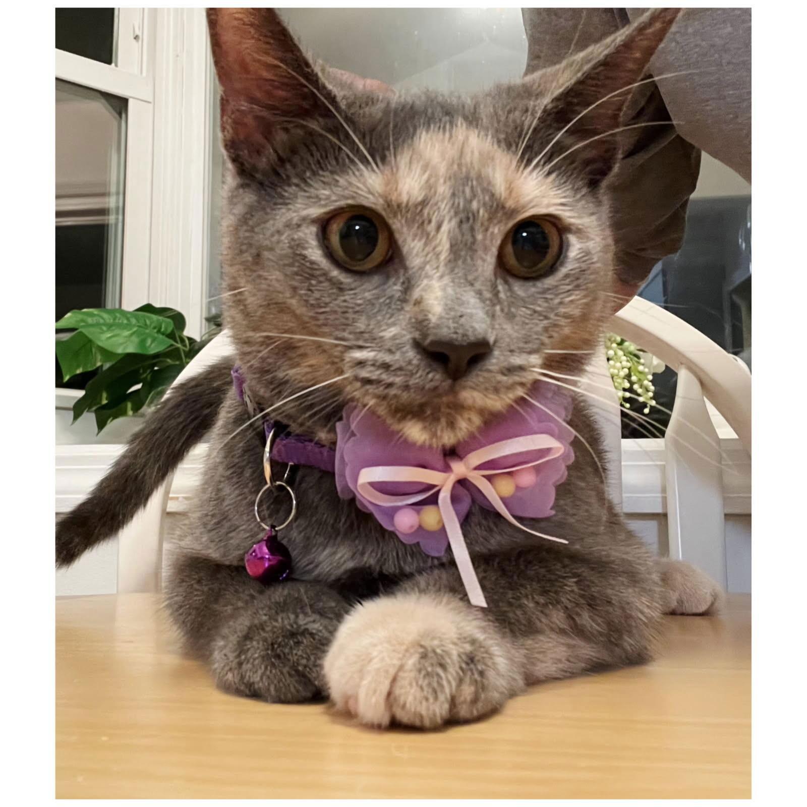 Cat Benatar thumbnail 2