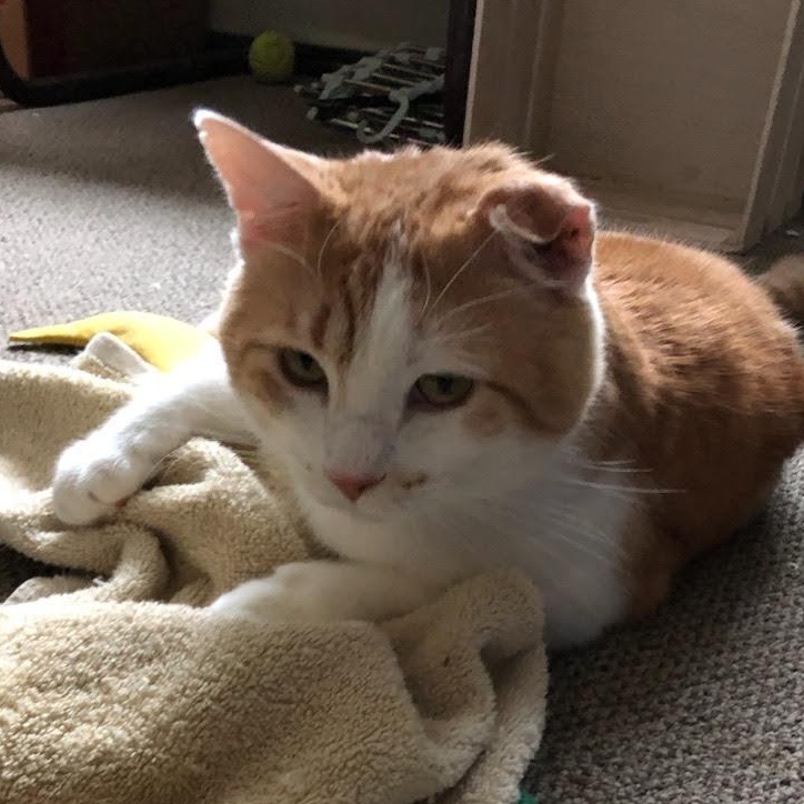 Enlarge Chatterbox, a Adoptable Domestic Short Hair in Plymouth, MN image 3/5