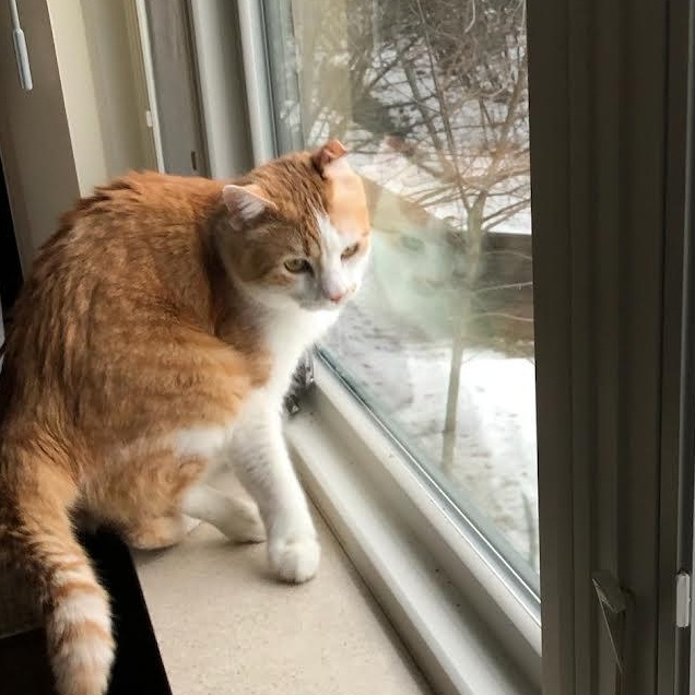 Enlarge Chatterbox, a Adoptable Domestic Short Hair in Plymouth, MN image 2/5