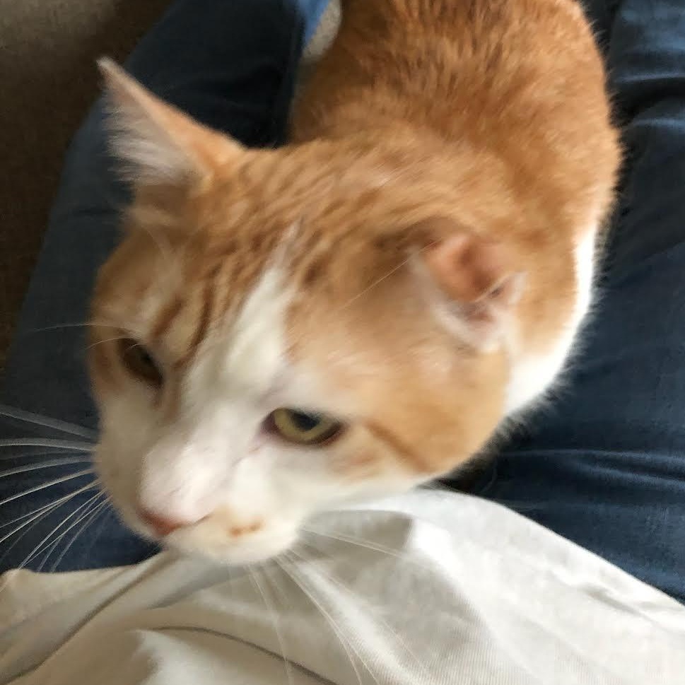 Enlarge Chatterbox, a Adoptable Domestic Short Hair in Plymouth, MN image 5/5